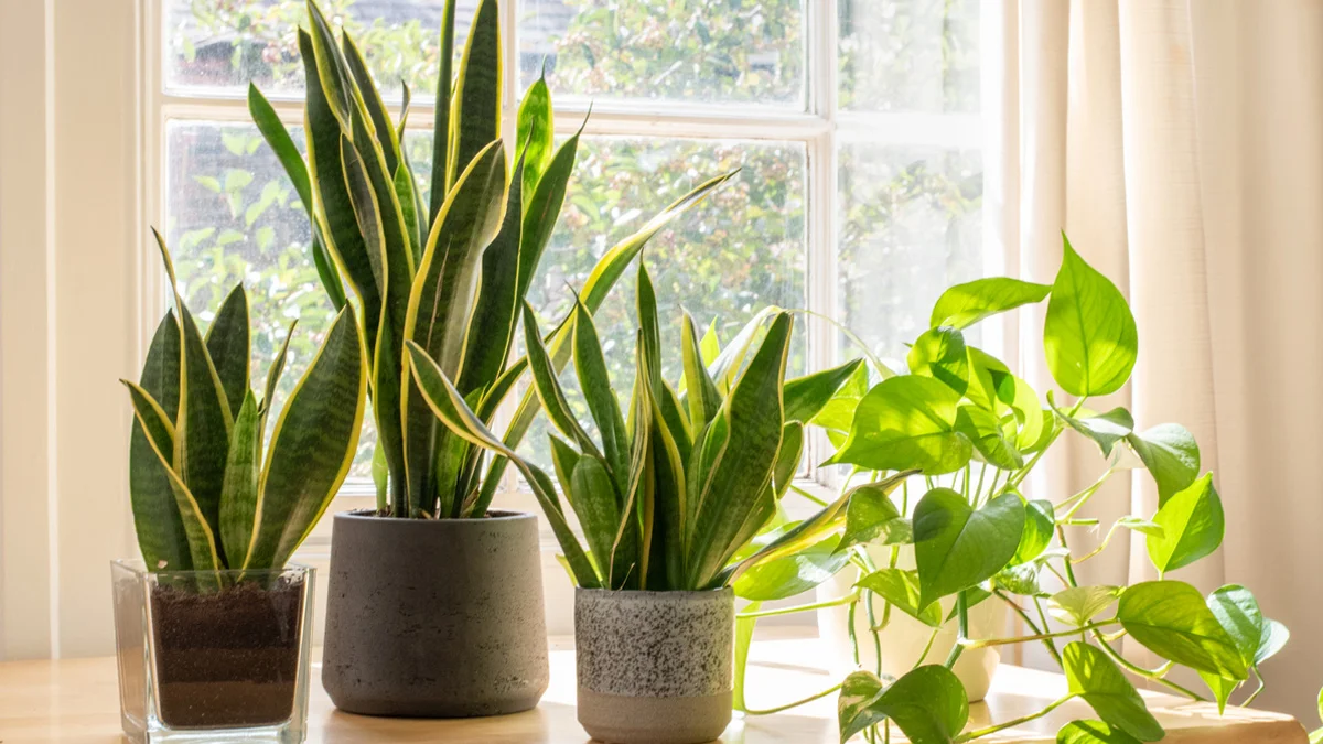 فوائد صحية وبيئية لنباتات الزينة 2 نباتات الزينة