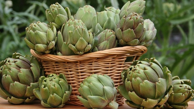 فوائد جمة.. الأرضي شوكي من هواية إلى مورد اقتصادي 2 خرشوف 5 2