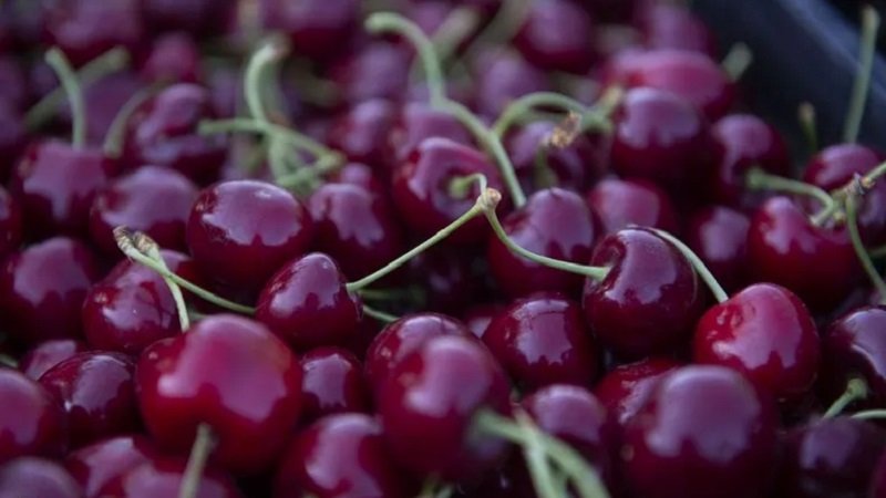 تضرر 90 % من كرز القنيطرة بفعل الصقيع 2 1 1447561