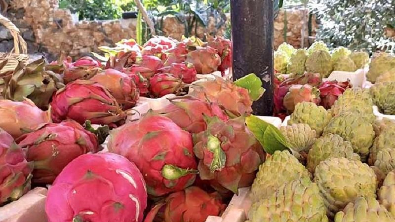 الفواكه الاستوائية باتت تزين موائد السوريين 2 1 2