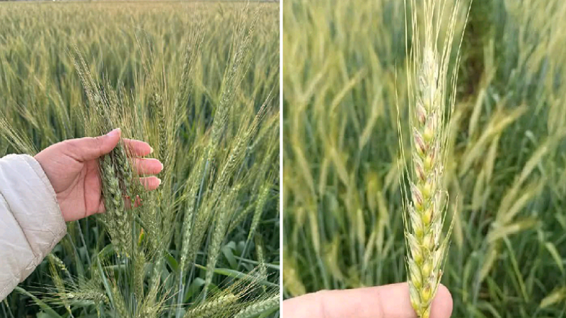 تراجع إنتاج القمح والشعير في اللاذقية يرهق المزارعين 2 1746456162526 860x483 1