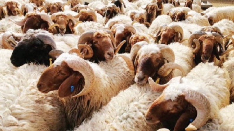 أضاحي العيد.. تتحول إلى حلم بعيد! 2 176 135443 pilgrimage sacrifice eid aladha 4