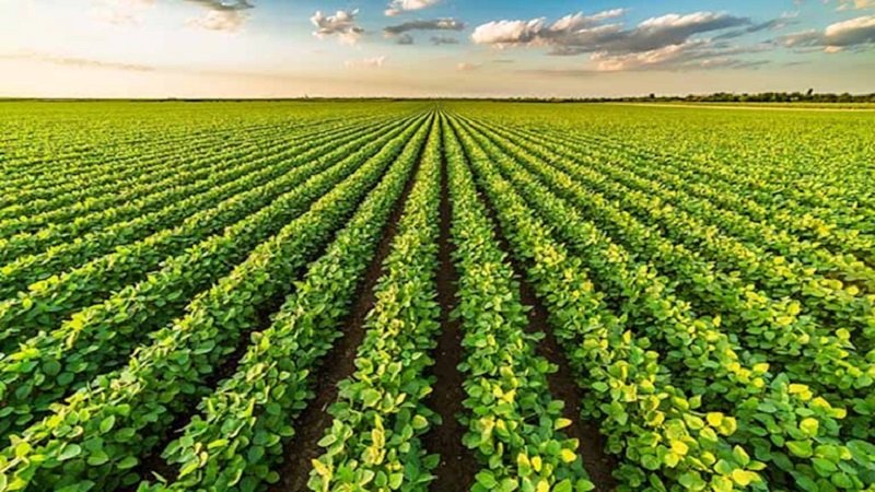 التكثيف الزراعي طوق نجاة من المشكلة الغذائية 2 2025 3 2 13 2 12 55