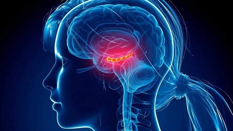 علماء يستكشفون المنطقة المسؤولة عن الوعي في الدماغ 2