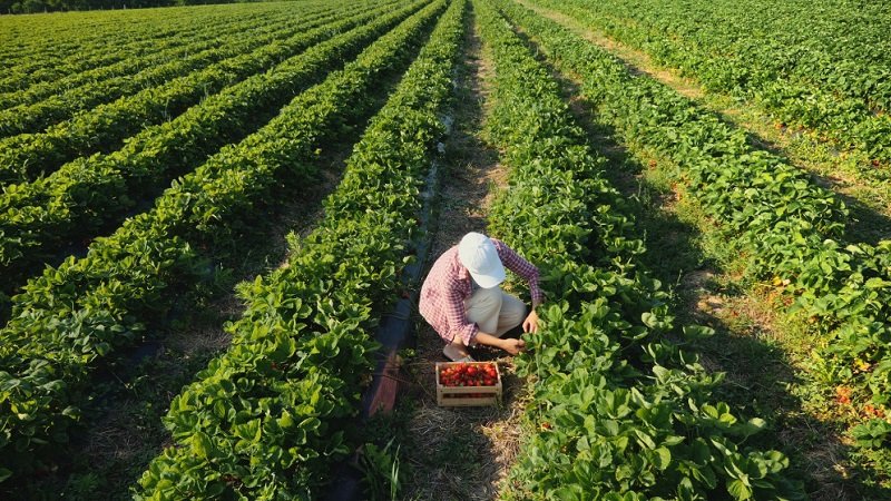 كيف نستثمر رفع العقوبات لتطوير الحالة الزراعية السورية؟
