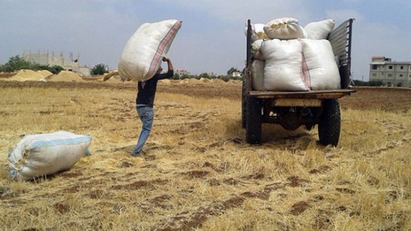 أعلاف سوريا سانا