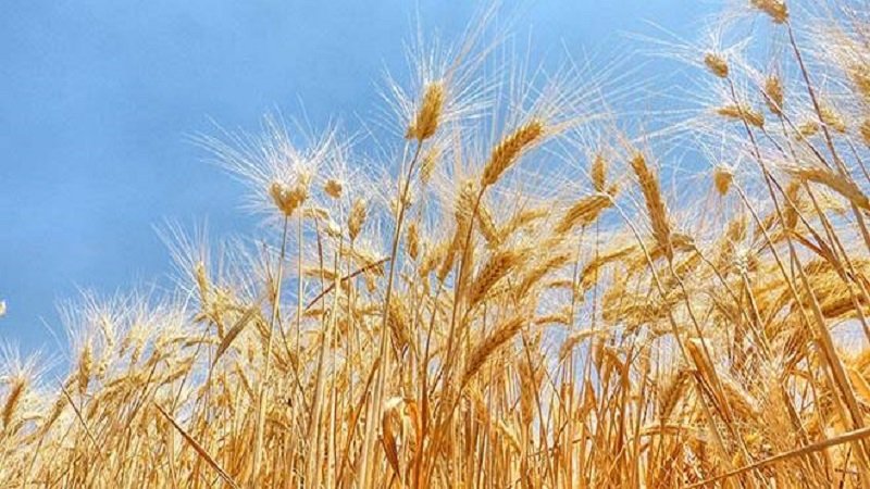 55% تراجع إنتاج القمح في سوريا عن العام الماضي 2 قمح 1 660x330 1