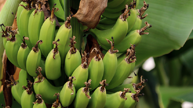 نجاح زراعة الخضراوات والموز في البيوت البلاستيكية باللاذقية 2 موز 12 660x330 1