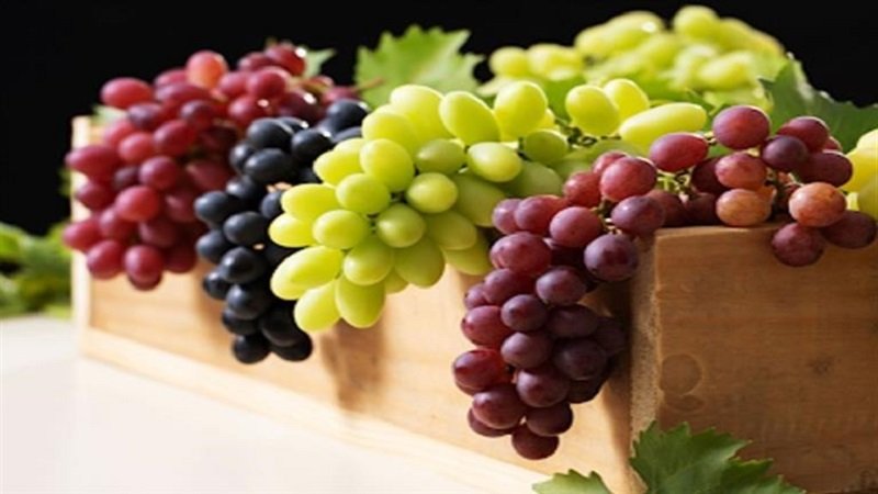 العنب.. يُعزّز المناعة ويقاوم الأمراض