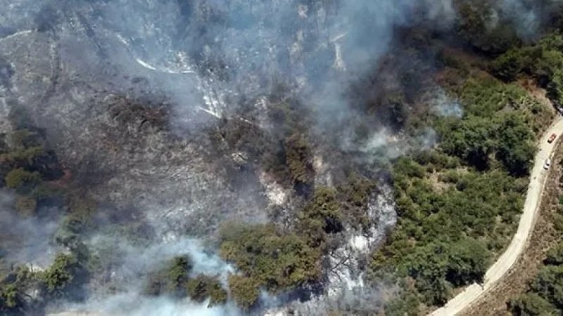 غاباتنا ومحمية الفرنلق و١٠٠ ألف دونم وأكثر باتت رماداً