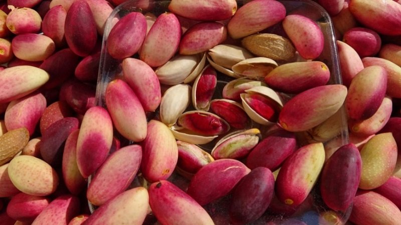  كيف ينهض الفستق الحلبي بالاقتصاد السوري؟