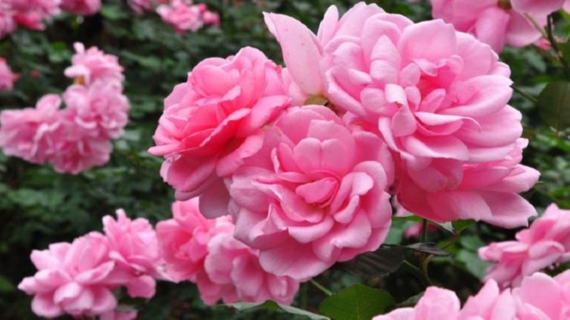 الورد الجوري البلدي.. عبق التاريخ وكنز الصحة والجمال 2 كيف يزهر الجوري اعرف أكثر