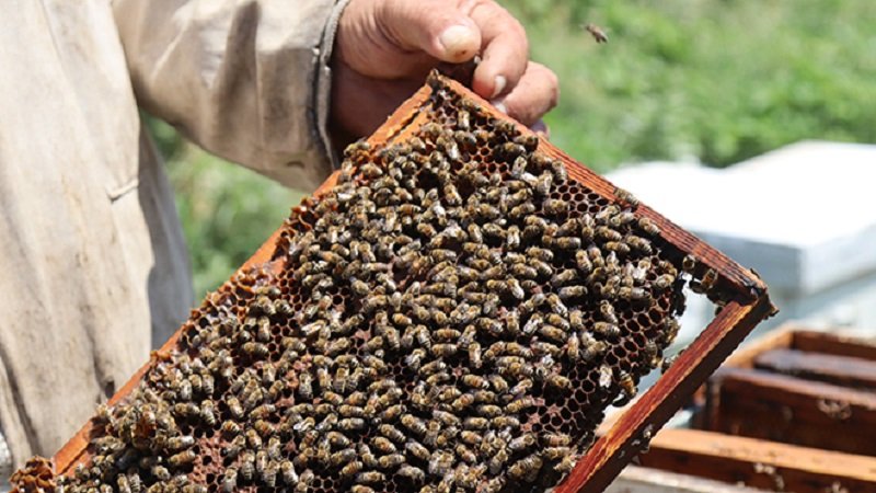 انهيار خلايا النحل.. يعصف بالمزارع ويهدد التنوع البيئي 2 لم يتم تأكيده 165606
