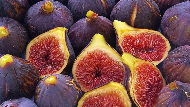 التين.. ركيزة اقتصادية وفوائد علاجية كبيرة 