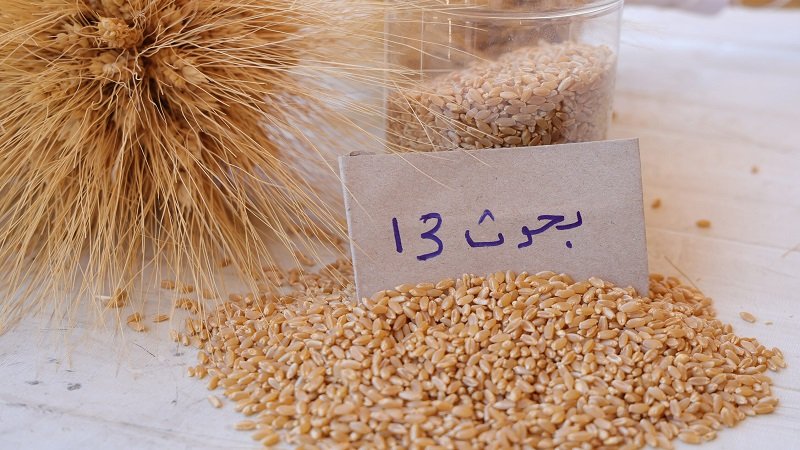 أصناف قمح جديدة تعزز الإنتاج الزراعي في سوريا 2 2N4A7748 scaled 1
