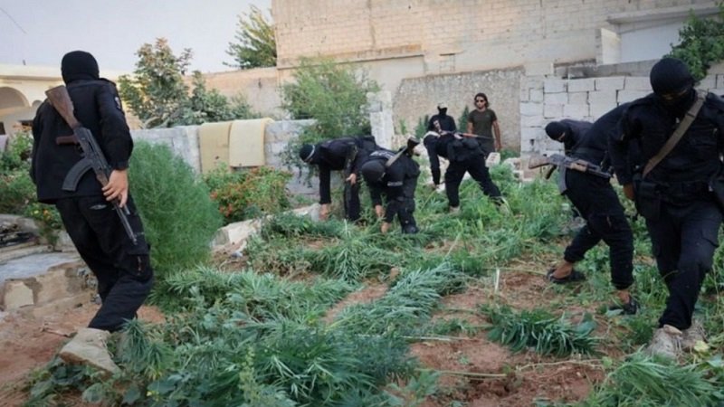 Growing cannabis at home 2 ramy8quzvz1g65pcdem0jhdiqv18khi5auew6l1wek