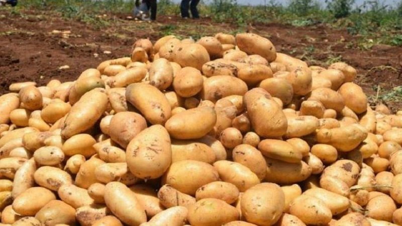 حقول البطاطا في درعا ترفد الأسواق بـ٦٠ ألف طن 2 IMG 20250823 130721 079