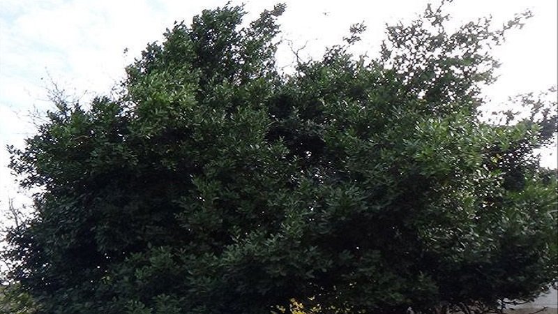 شجرة الغار.. تعدٍّ واستنزافٌ جائرٌ وثروة اقتصادية لم يتم استثمارها 2 IMG 20250828 193243 897