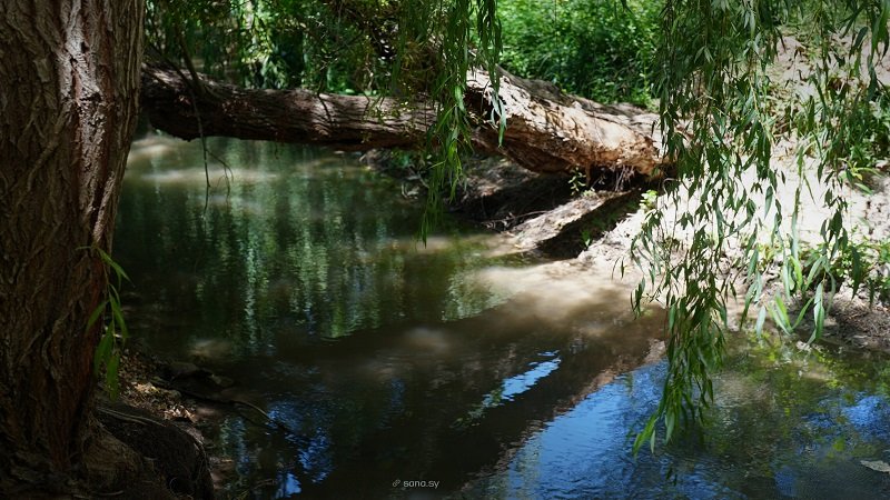 ربلة بريف حمص.. أجواء خلابة على ضفاف العاصي 2 IMG 9757 scaled 1