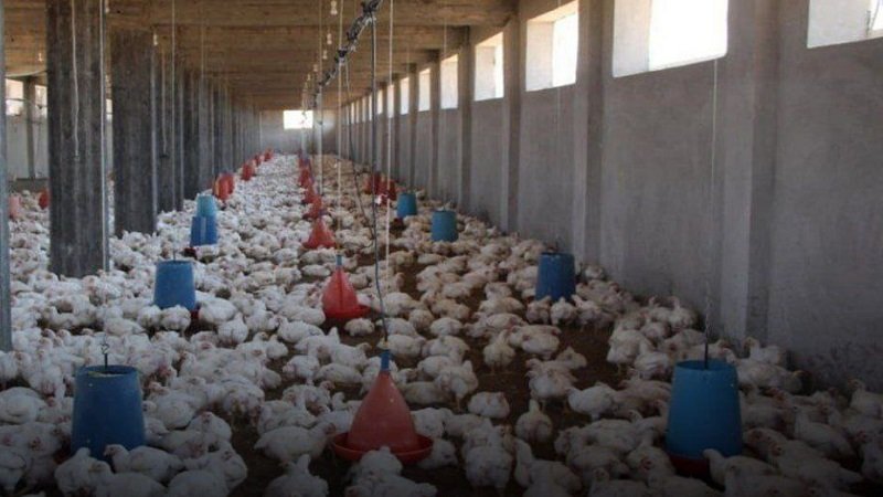 حرارة الصيف تلتهم قطاع الدواجن في ريف منبج