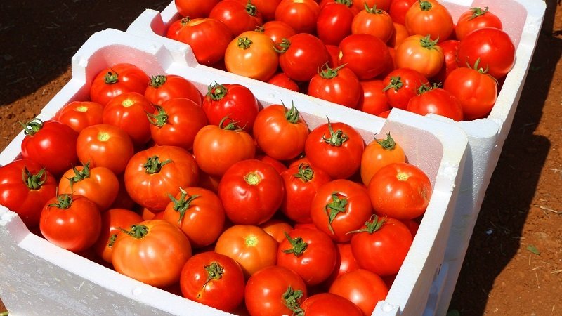 200 ألف طن.. درعا تتصدر الإنتاج السوري من محصول البندورة