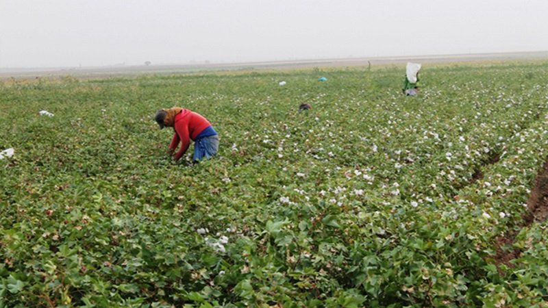 انخفاض حاد في المساحات المزروعة بالقطن في حلب 2 قالب صور الموقع الجديد Recovered Recovered Recovered 3