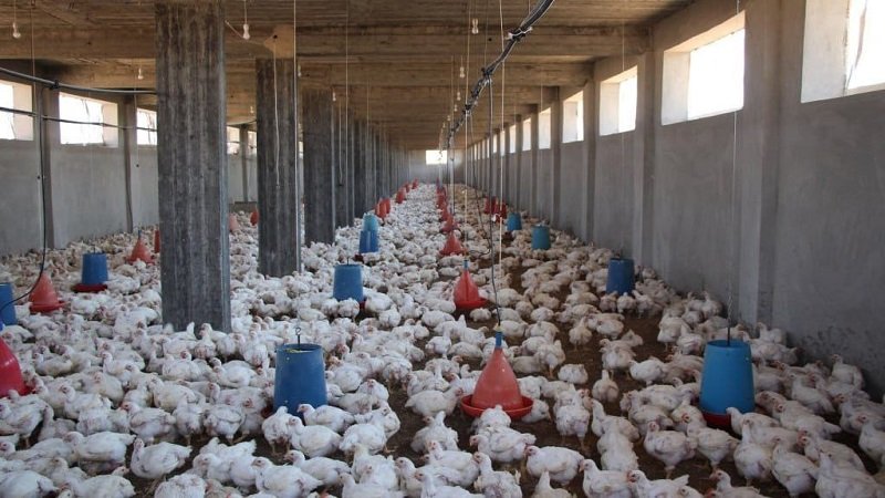 أسعار الفروج تحلّق..وقطاع تربية الدواجن يعاني! 2 72977854 ad63 4cdd 972b 741320fe4462