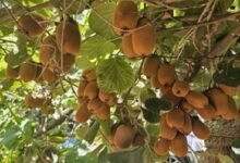 الكيوي في جبلة.. زراعة واعدة تكسر النمط التقليدي