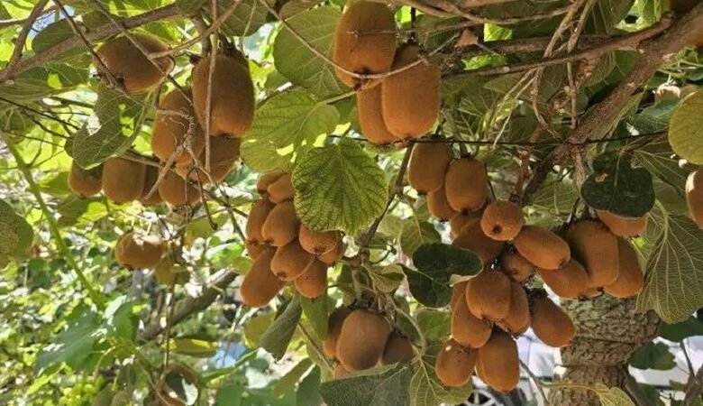 الكيوي في جبلة.. زراعة واعدة تكسر النمط التقليدي