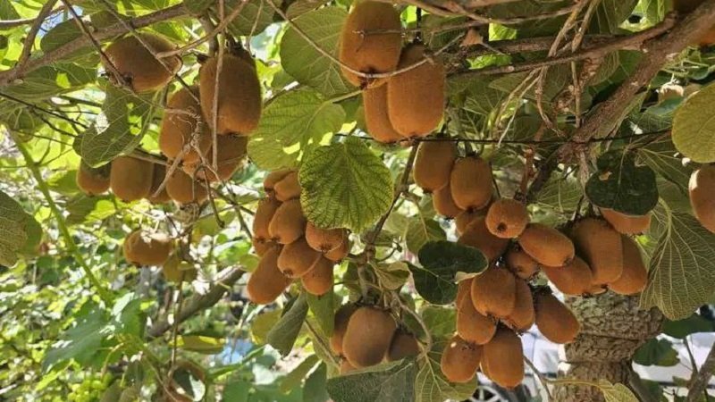 الكيوي في جبلة.. زراعة واعدة تكسر النمط التقليدي 2 IMG 20250912 160400 546