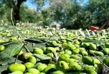 موسم الزيتون في اللاذقية.. بين لهيب المناخ وغياب الدعم