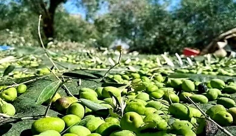 موسم الزيتون في اللاذقية.. بين لهيب المناخ وغياب الدعم