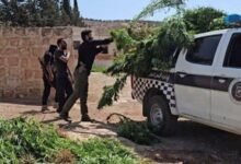 ضبط مزرعة "قنب" في عفرين بريف حلب الشمالي
