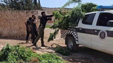 ضبط مزرعة "قنب" في عفرين بريف حلب الشمالي 15 ضبط مزرعة "قنب" في عفرين بريف حلب الشمالي