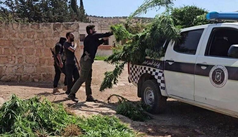 ضبط مزرعة "قنب" في عفرين بريف حلب الشمالي