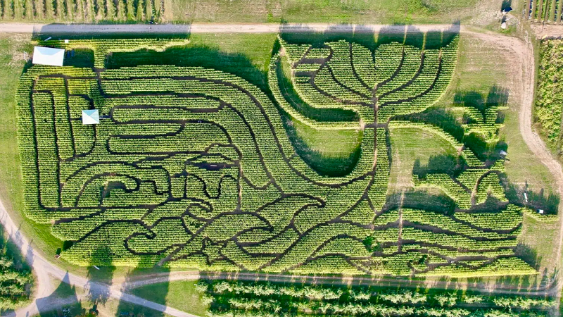 مزرعة أمريكية تفوز بجائزة أفضل متاهة ذرة للعام الرابع توالياً 2 Screenshot 2025 09 29 154041