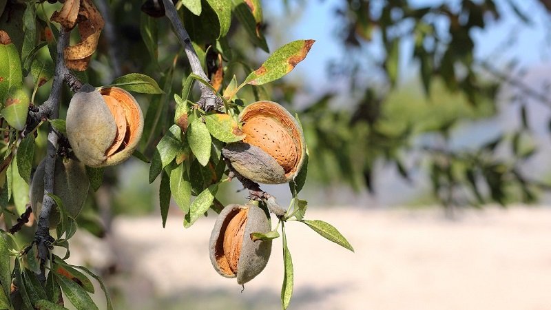 26 مليون شجرة لوز.. ثروة زراعية استراتيجية في سوريا 2 almonds 5349916 1280