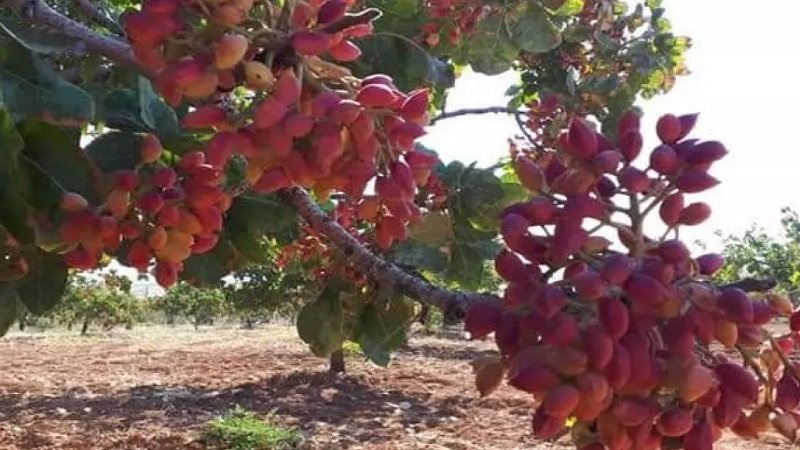 الفستق الحلبي في إدلب.. موسم قاوم الحرب والعوامل الجوية  2 bfb90d5f38d1ba75ae06bb2cd8003ecf