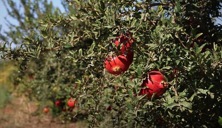رحلة الرمان في حوران.. من البستان إلى التبريد والتصدير