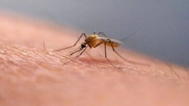 مع ظهور حالات في أميركا وأوروبا... ما هو فيروس «شيكونغونيا»؟
