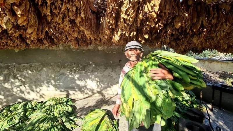 زراعة التبغ… بين نار التكاليف وجليد الإهمال 2 637241