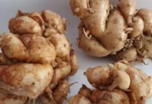 الزنجبيل العطري.. جذر صغير بفوائد كبيرة 17 الزنجبيل العطري.. جذر صغير بفوائد كبيرة