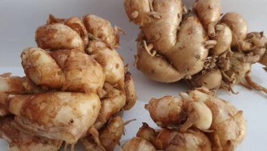 الزنجبيل العطري.. جذر صغير بفوائد كبيرة
