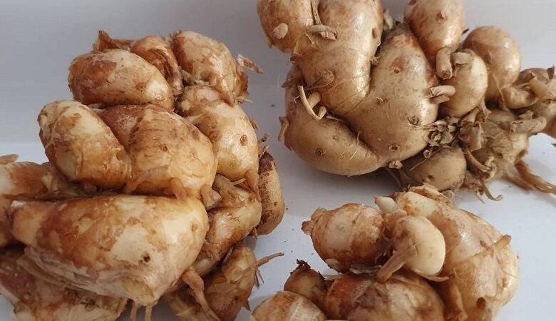الزنجبيل العطري.. جذر صغير بفوائد كبيرة