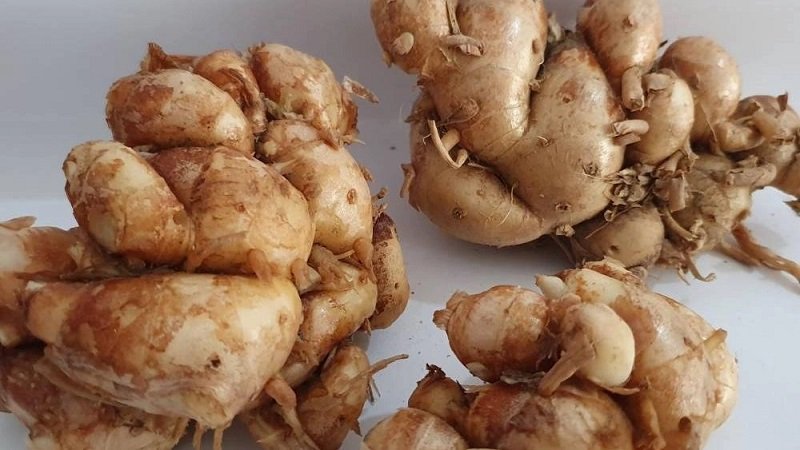 الزنجبيل العطري.. جذر صغير بفوائد كبيرة 2 7343775