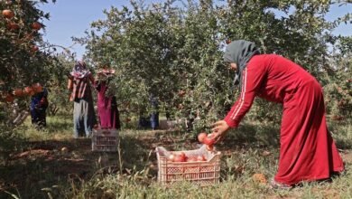 غلاء الأسعار يهدّد عادة المؤونة في ريف حلب هذا العام