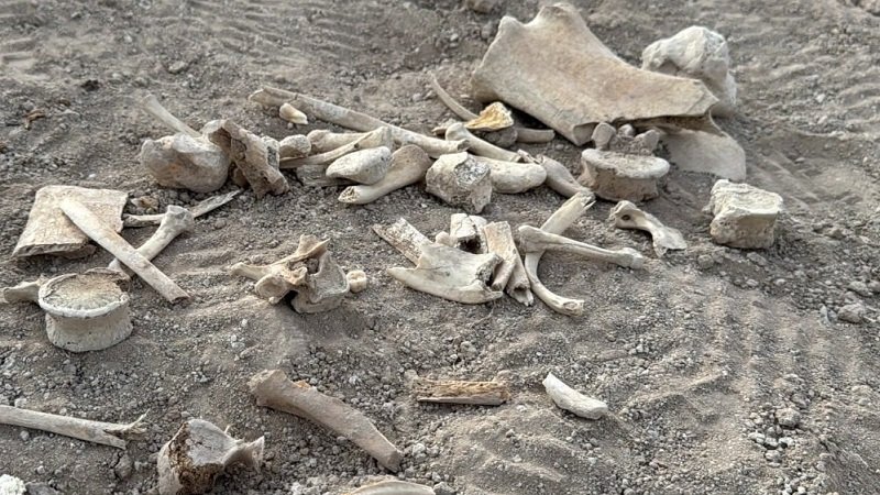 العثور على مقبرة جماعية شرقي مدينة دوما بريف دمشق 2 mass grave 1 rdjeqo71pt7qptpod9bw3c1mlugvmehi1d6p8uuouk