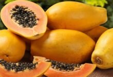 البابايا.. فاكهة استوائية رديفة لزراعة الحمضيات في الساحل 17 البابايا.. فاكهة استوائية رديفة لزراعة الحمضيات في الساحل