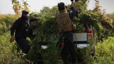 ضبط مزرعة للقنب المخدّر في ريف حلب