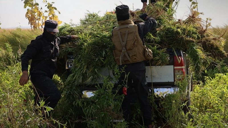 ضبط مزرعة للقنب المخدّر في ريف حلب 2 photo 2025 10 19 17 02 01 scaled 1